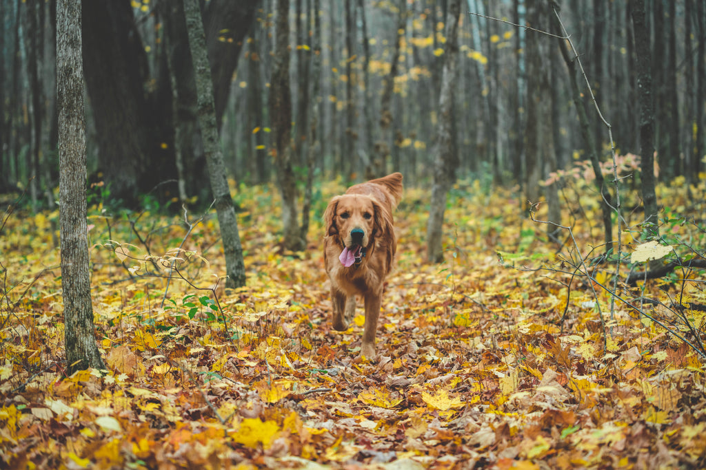 Its Fall Y’all…Here’s 5 Fido Friendly Ideas