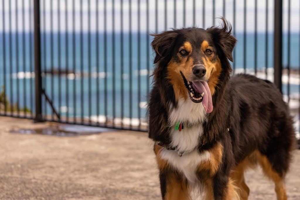 Unleash the Benefits of Bully Sticks: Mental Stimulation for Active Dogs